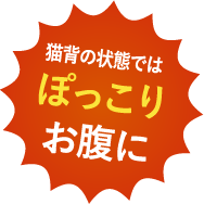 猫背の状態ではぽっこりお腹に