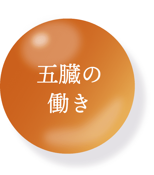 五臓の働き
