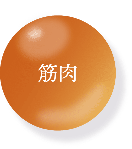 筋肉